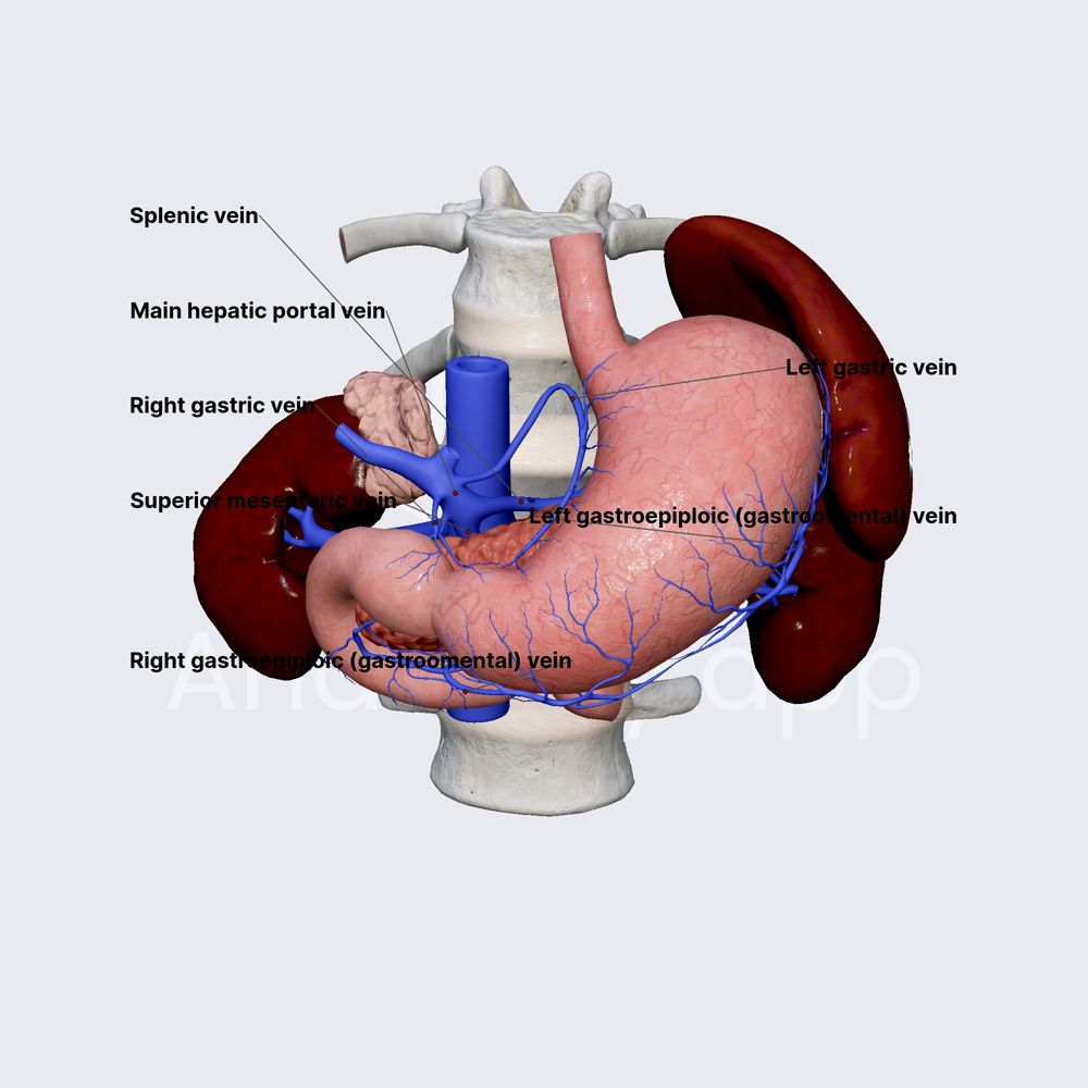 Venous drainage of stomach