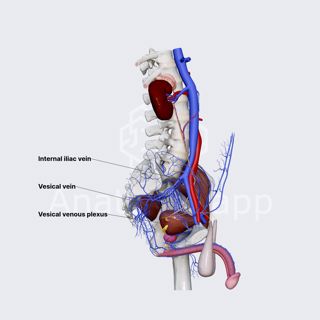 Vesical veins image