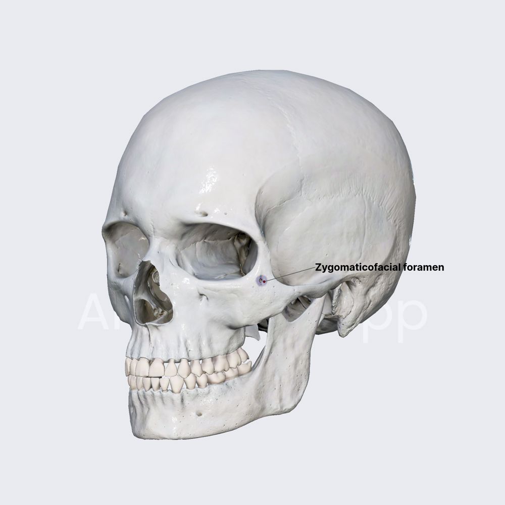 Zygomaticofacial foramen