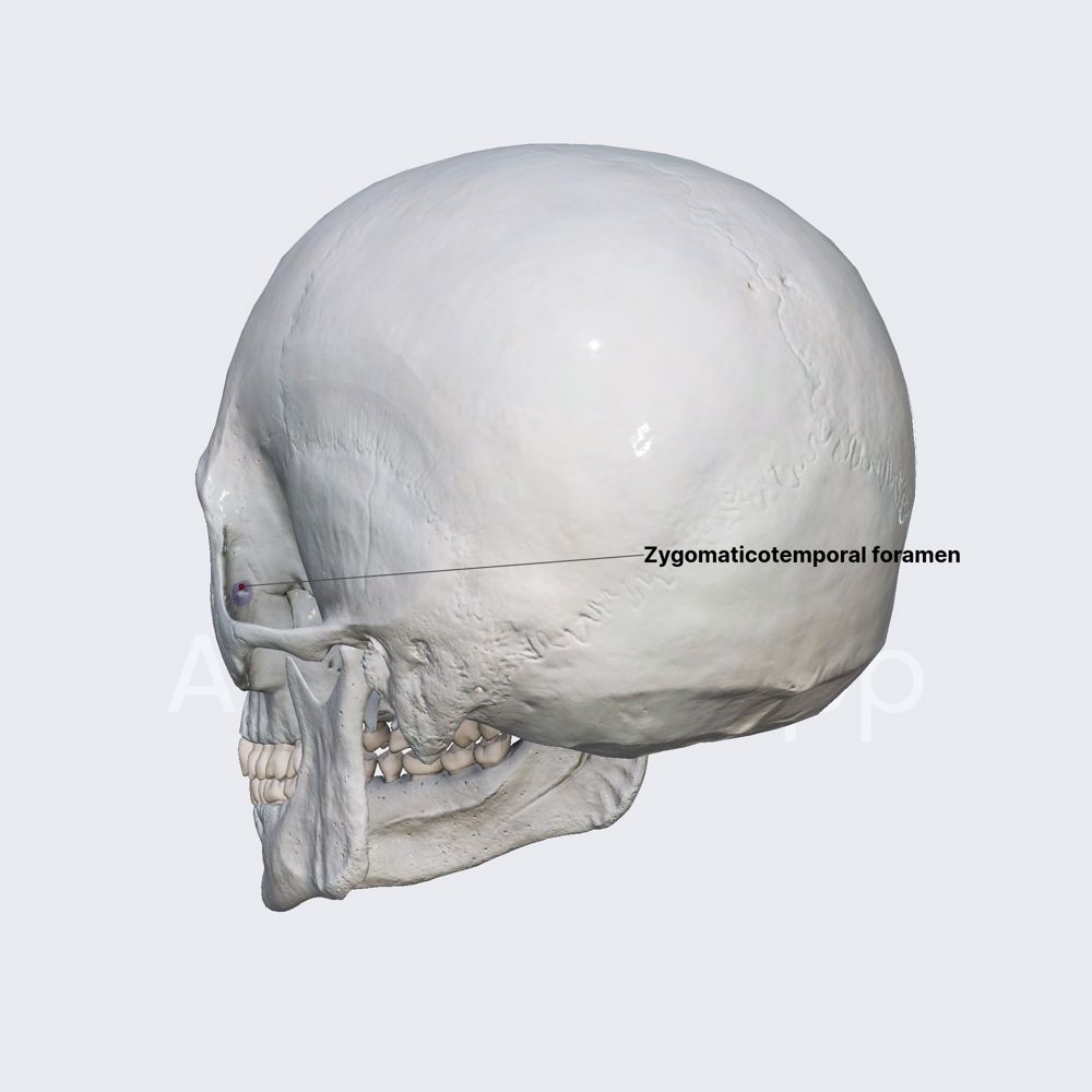 Zygomaticotemporal foramen