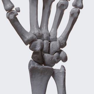 Biomechanics of the wrist: abduction (radial deviation) and adduction (ulnar deviation) image