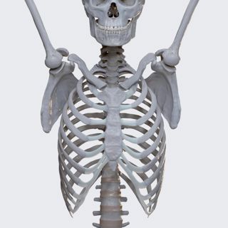 Biomechanics of the upper extremity: arm abduction image