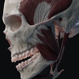 Muscles of mastication image