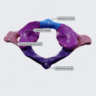 First cervical vertebra (atlas; C1) image