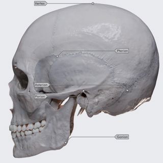 Cranial landmarks image