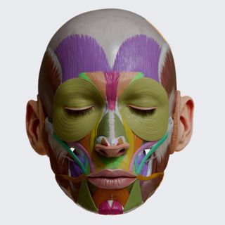 Facial muscles (colored) image