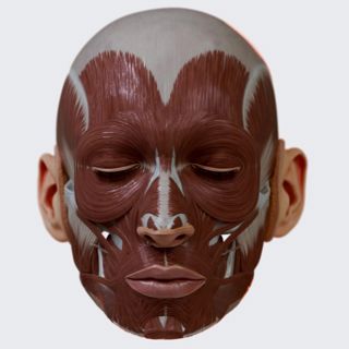 Facial muscles (overview) image