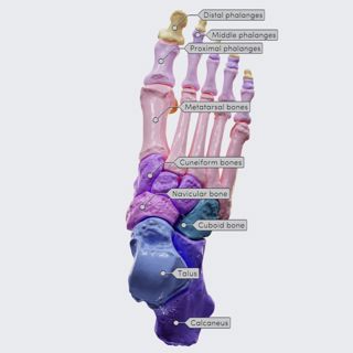 Bones of the foot image