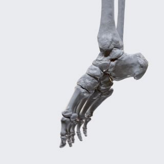 Biomechanics of the foot: dorsiflexion and plantarflexion  image