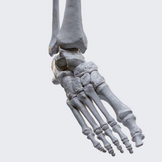 Biomechanics of the foot: pronation and supination image