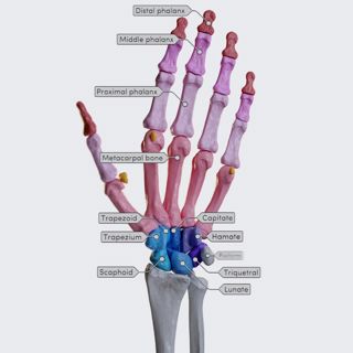 Bones of the hand image