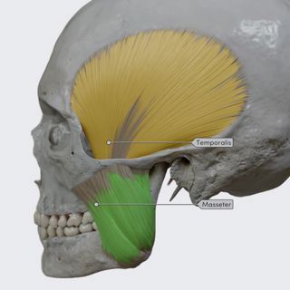 Primary muscles of mastication image
