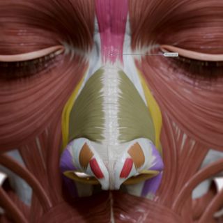 Nasal group of facial muscles image