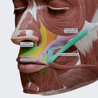Oral group of facial muscles (part 1) image