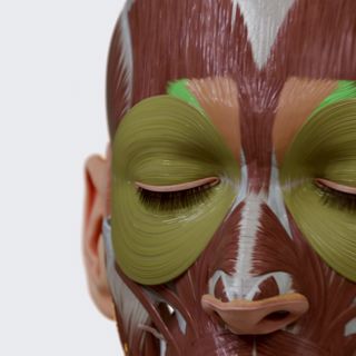 Orbital group of facial muscles image