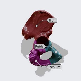 Hip bone and its parts image