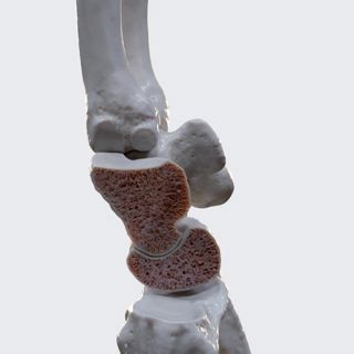 Biomechanics of the hand: flexion and extension image