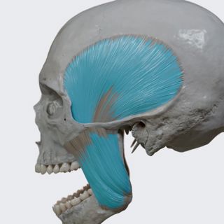 Action of temporalis and masseter: elevation of the mandible image