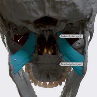 Action of the lateral and medial pterygoids during elevation and depression of the mandible image