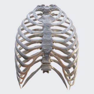 Biomechanics of the thorax during breathing image