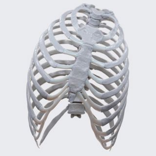 Biomechanics of the thorax image