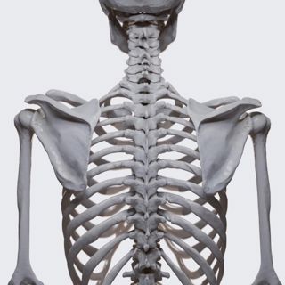 Biomechanics of the shoulder girdle: movements of the scapula image