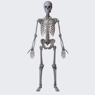 Human skeleton (male) image