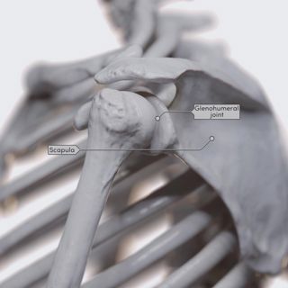 Biomechanics of the upper limb: circumduction of the arm image