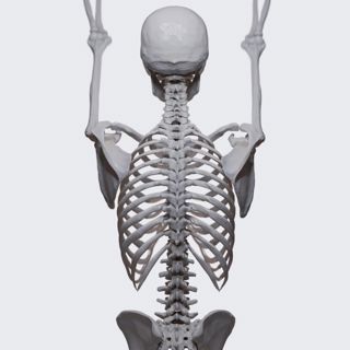 Biomechanics of the upper limb: flexion and extension of the arm image