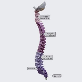 Regions of the spine image