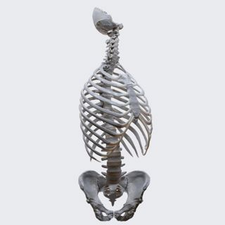 Biomechanics of the spine: rotation image