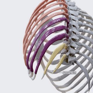 Classification and landmarks of the ribs image