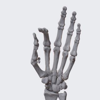 Biomechanics of the first carpometacarpal joint: opposition and reposition of the thumb (thumb-all fingers) image