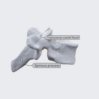 Typical thoracic vertebrae image