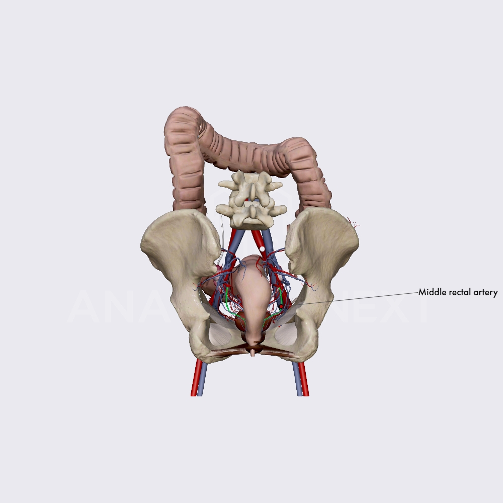 Middle rectal artery | Arteries of the female pelvis | Pelvis   | Learn anatomy | 3D models, articles, and quizzes