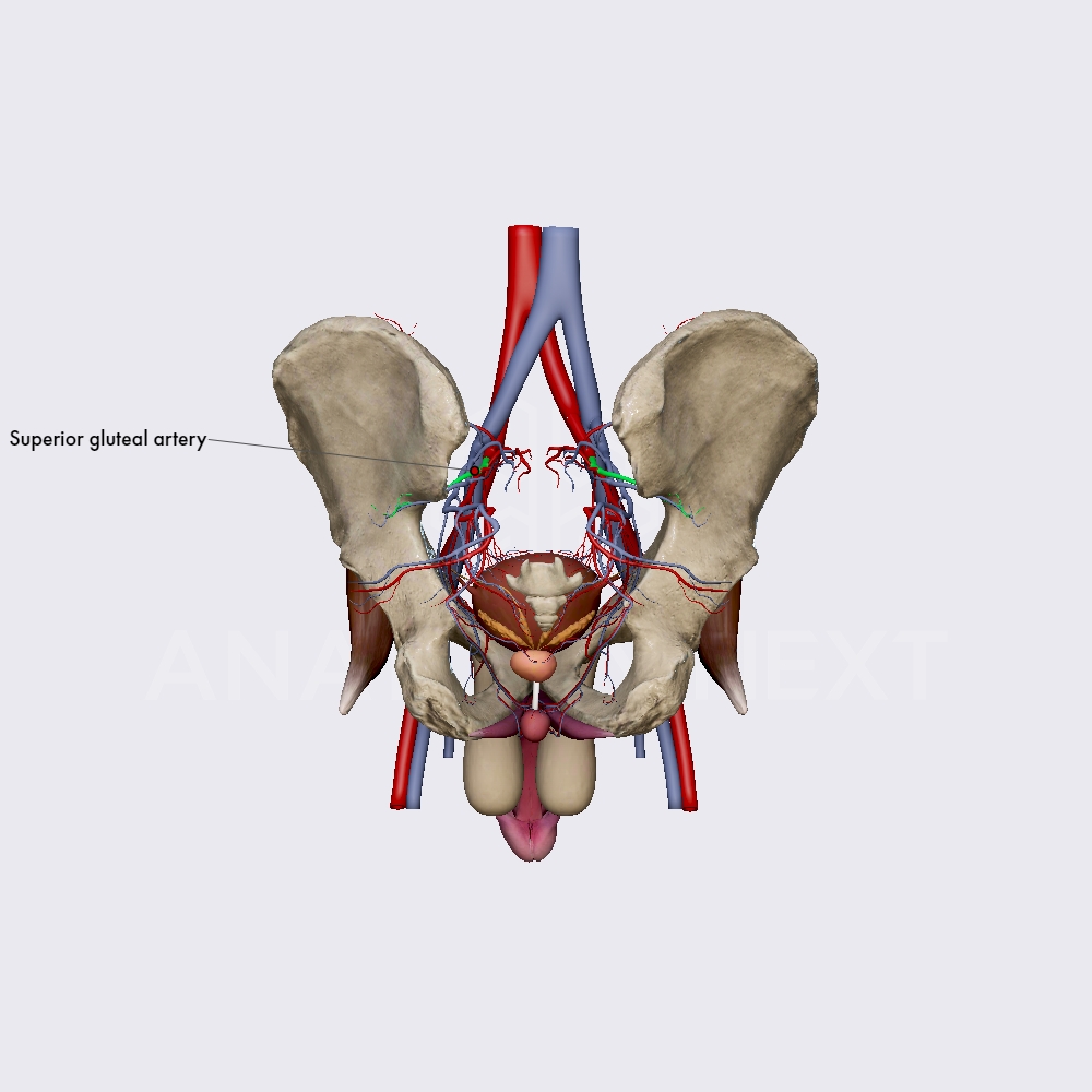 Superior gluteal artery | Arteries of the male pelvis | Pelvis |   | Learn anatomy | 3D models, articles, and quizzes
