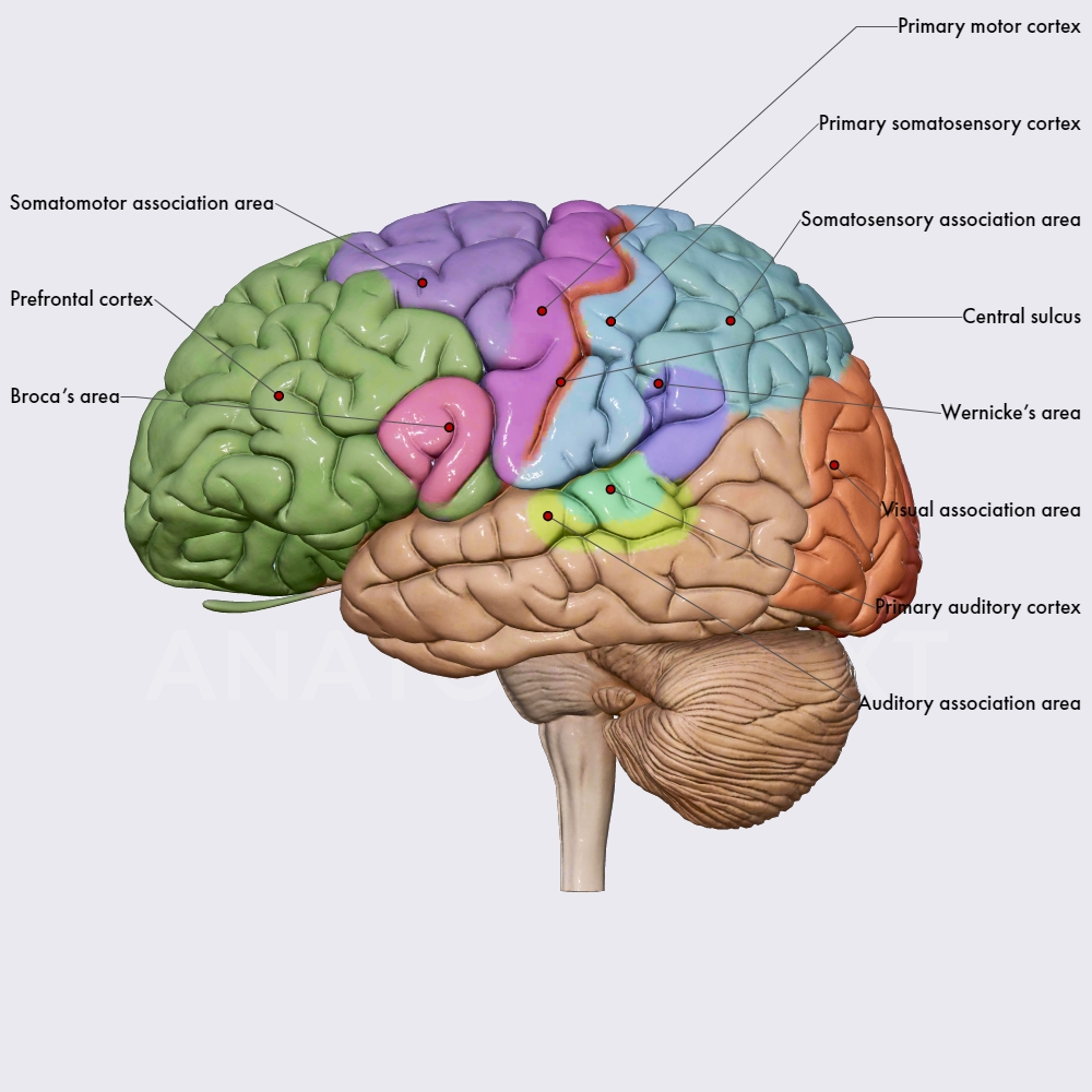 Functional areas of the cerebral cortex | Brain | Head and Neck ...