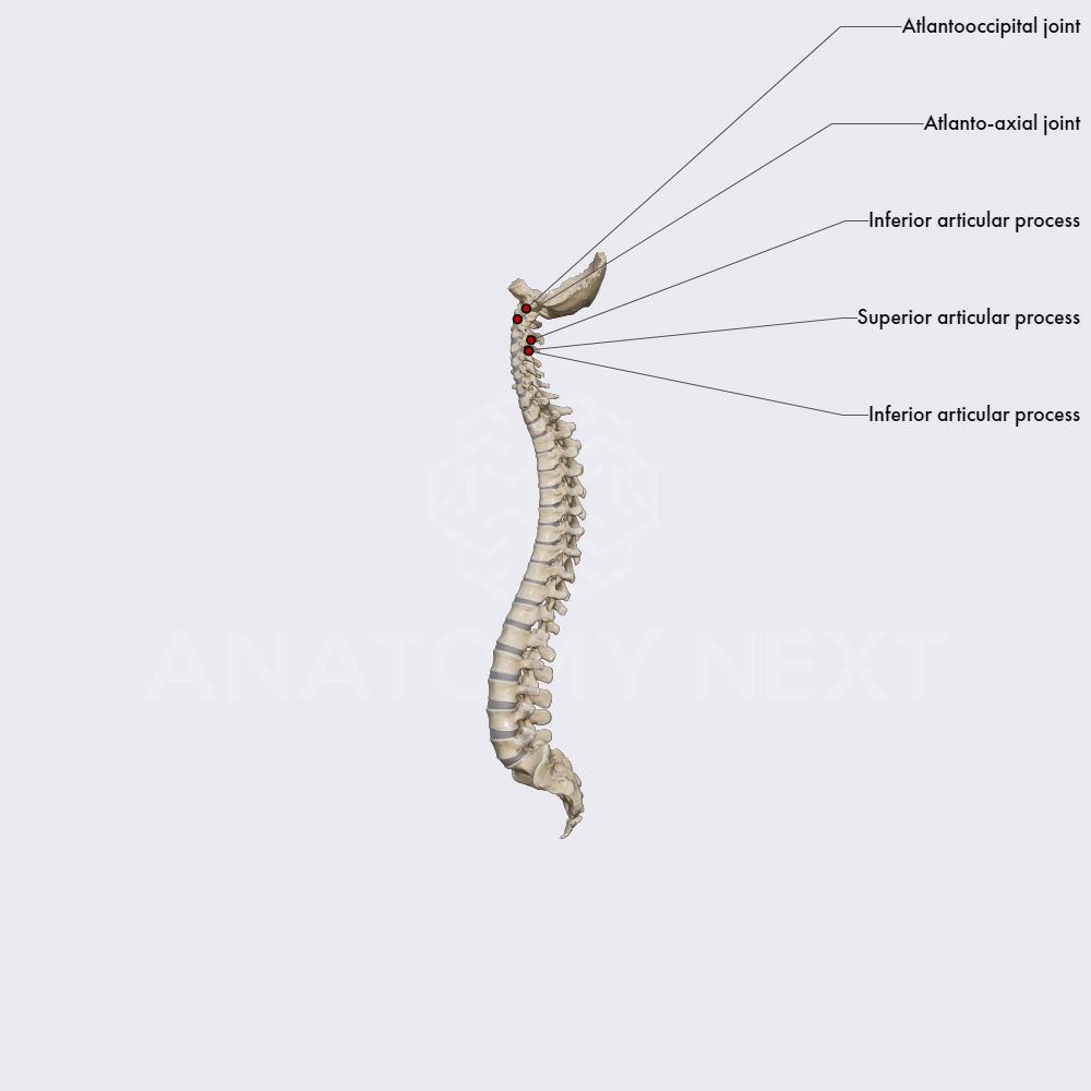 Joints of the spine