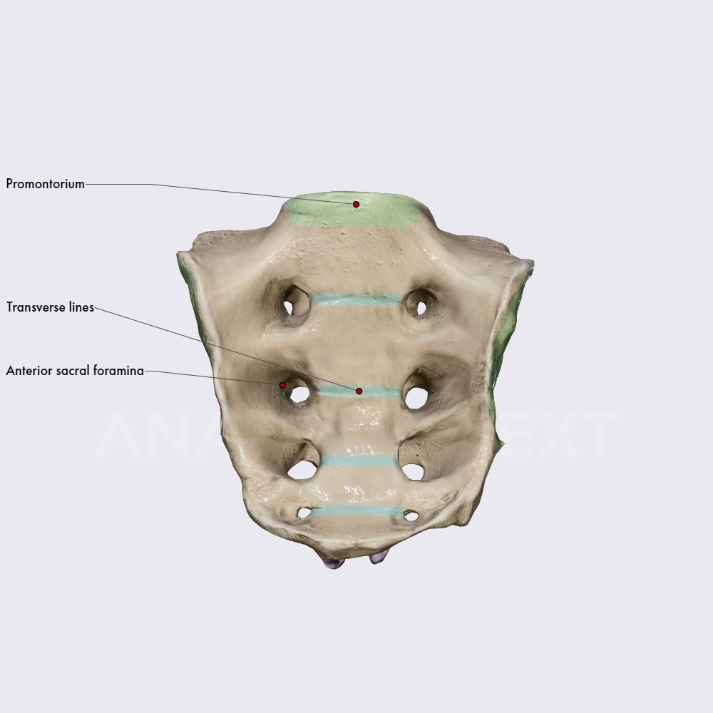 Sacral vertebrae