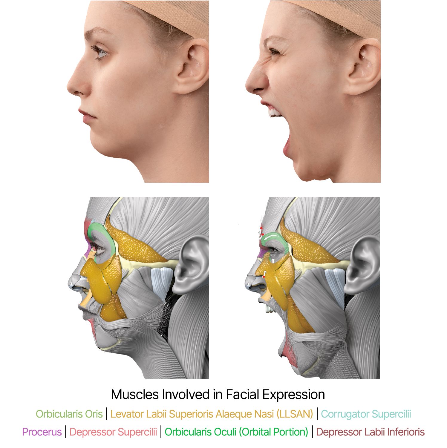 Media