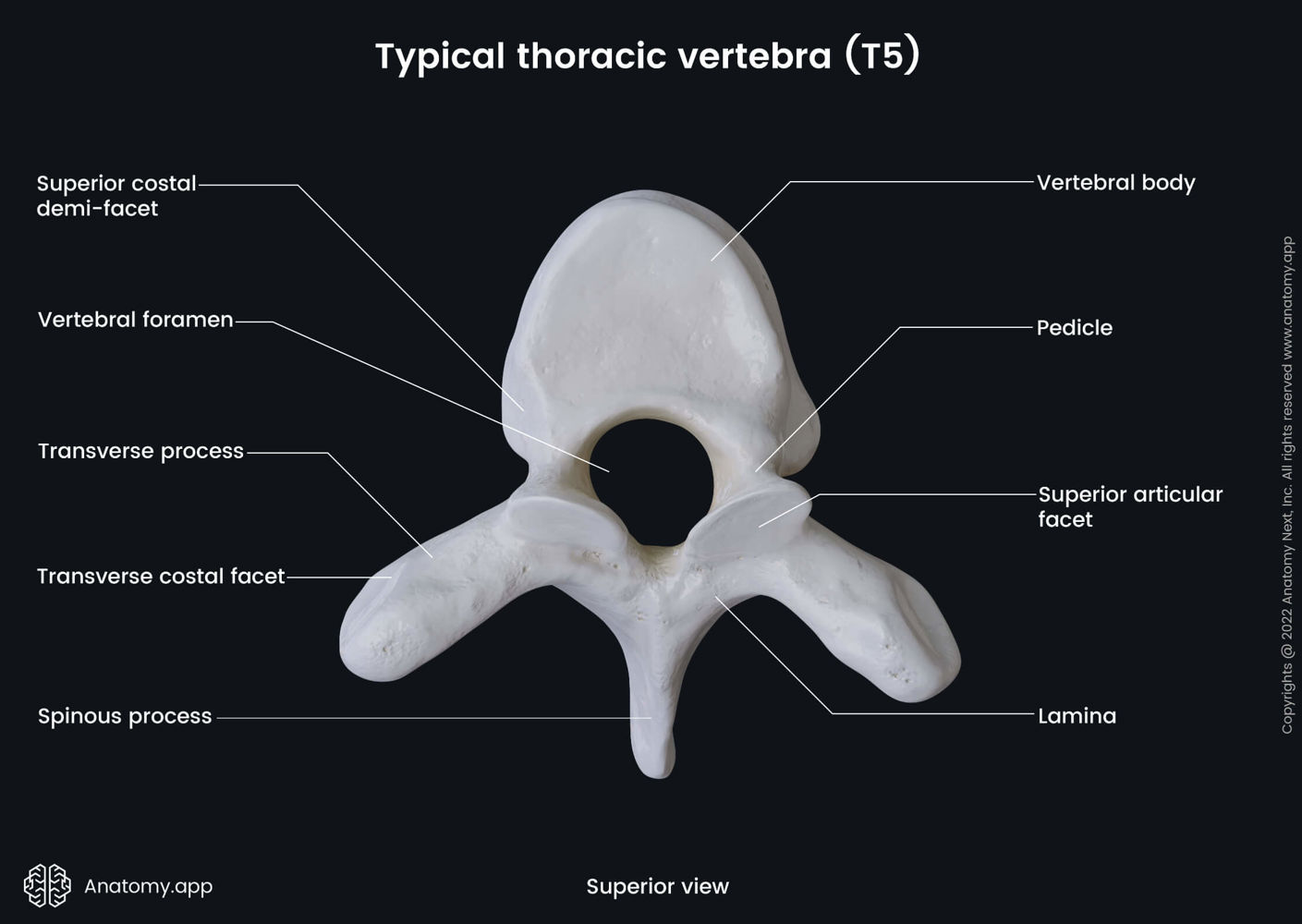 Landmarks of typical thoracic vertebra (T5; superior view) | Media ...