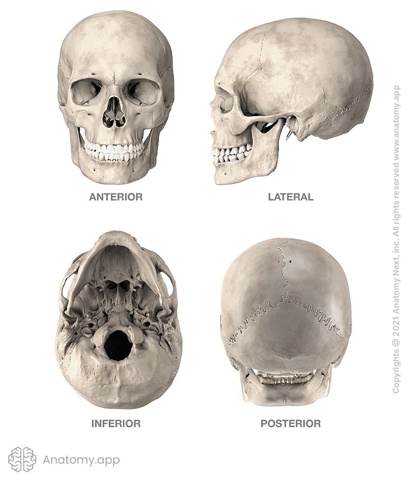 Skull | Anatomy.app