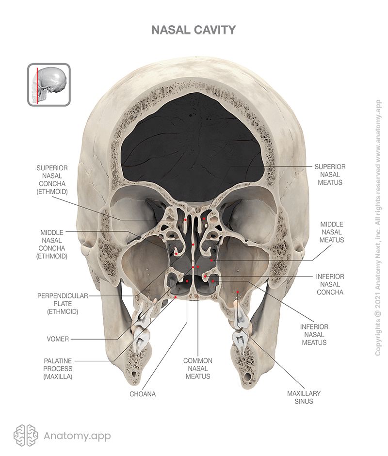 Nasal cavity