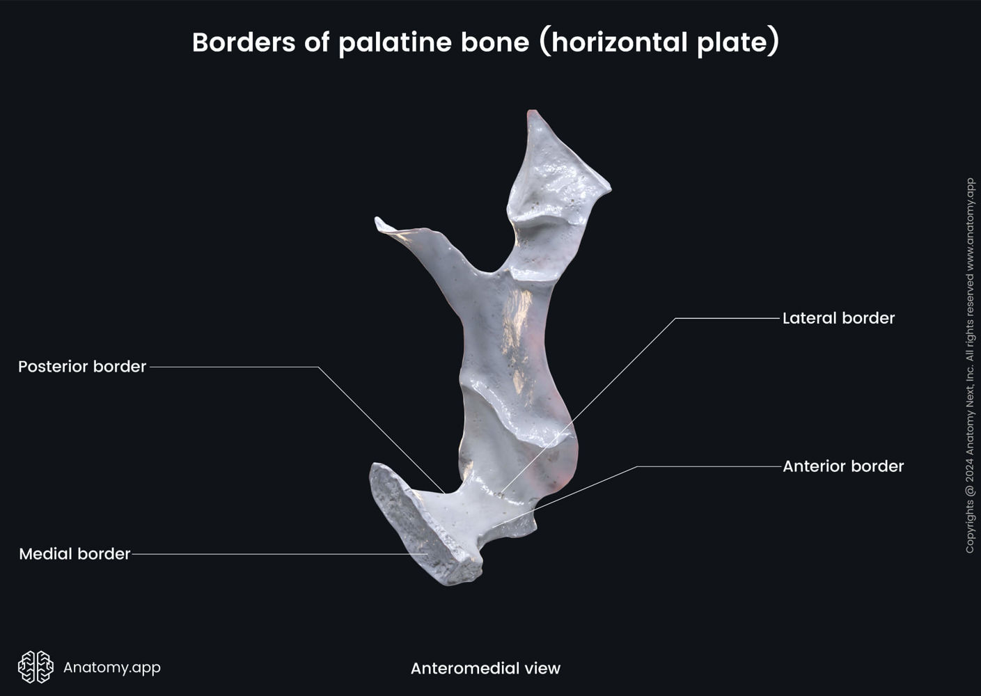 Borders of horizontal plate (palatine bone) | Media Library | Anatomy ...