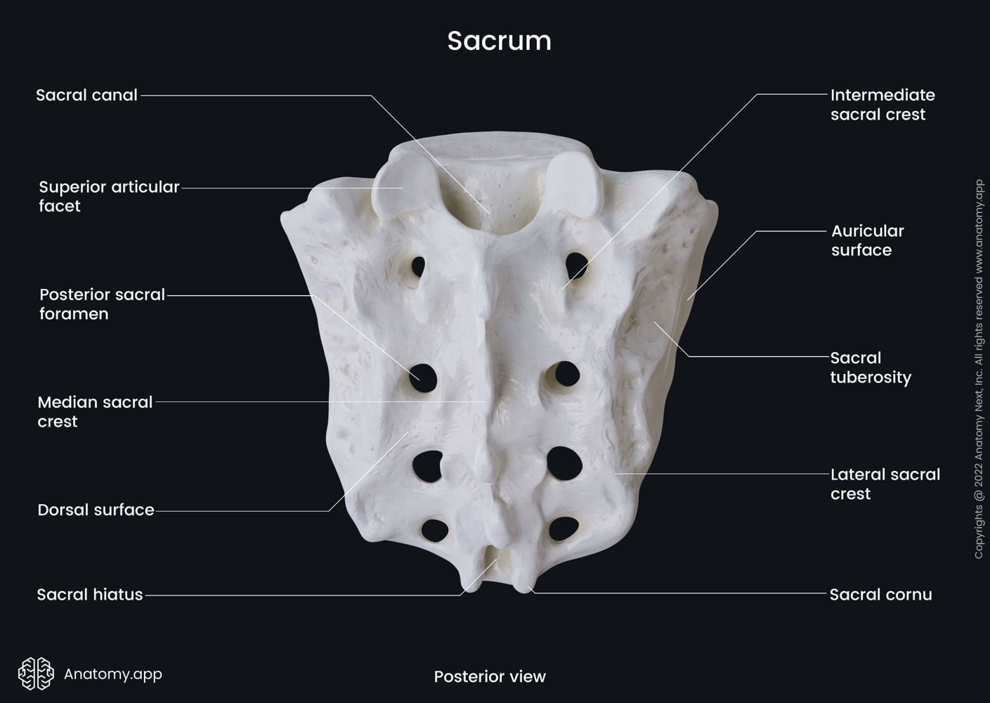 Sacrum (posterior view) | Media Library | Anatomy.app | Learn anatomy ...