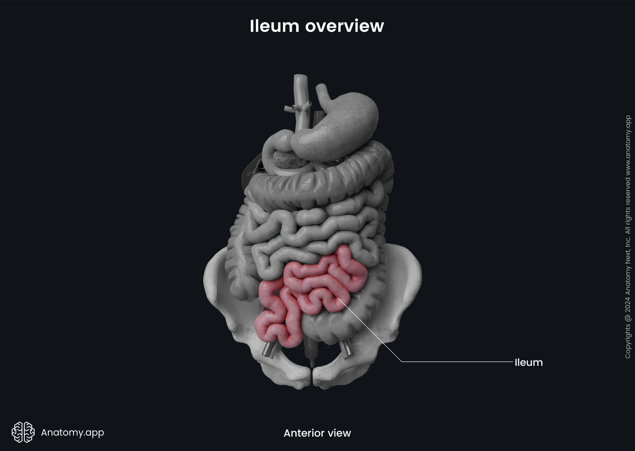 Abdomen, Digestive system, Gastrointestinal tract, Small intestine, Ileum, Anterior view