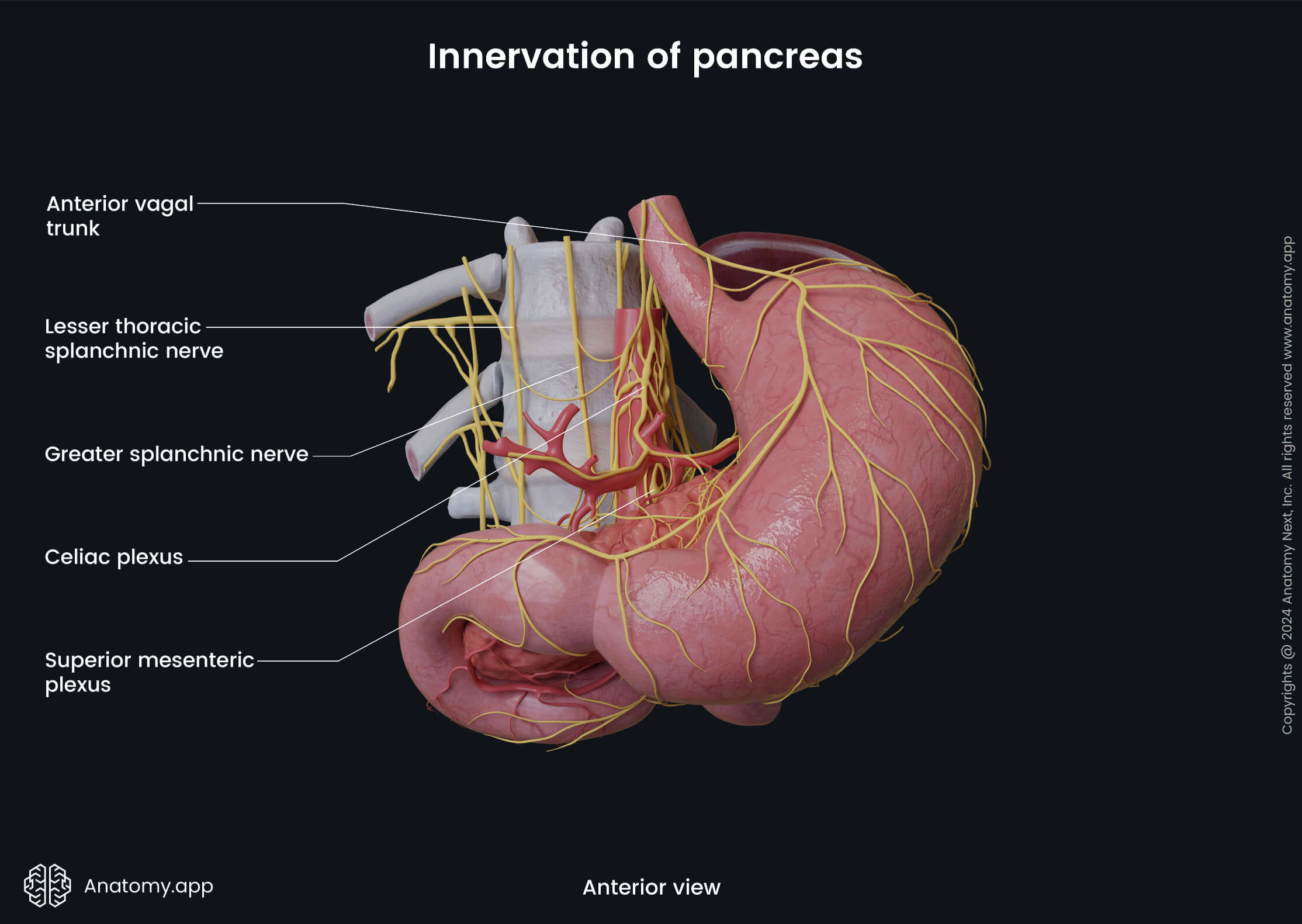 Abdomen, Digestive system, Endocrine system, Gastrointestinal tract, Pancreas, Relations, Innervation, Anterior view