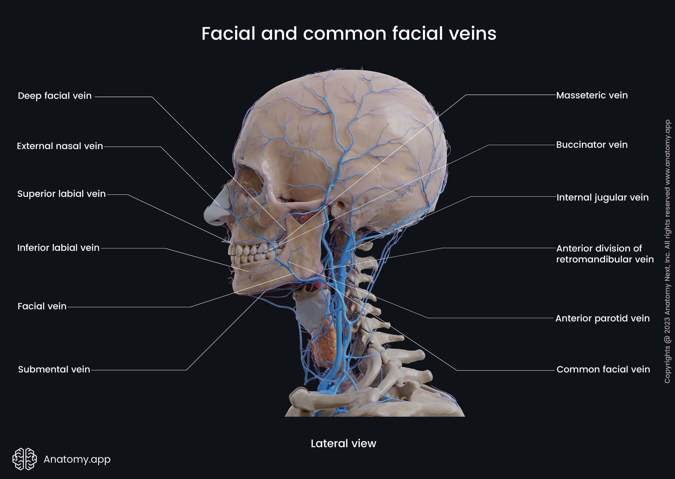 Head and neck veins, Facial vein, Common facial vein, Tributaries of facial vein, Lateral view