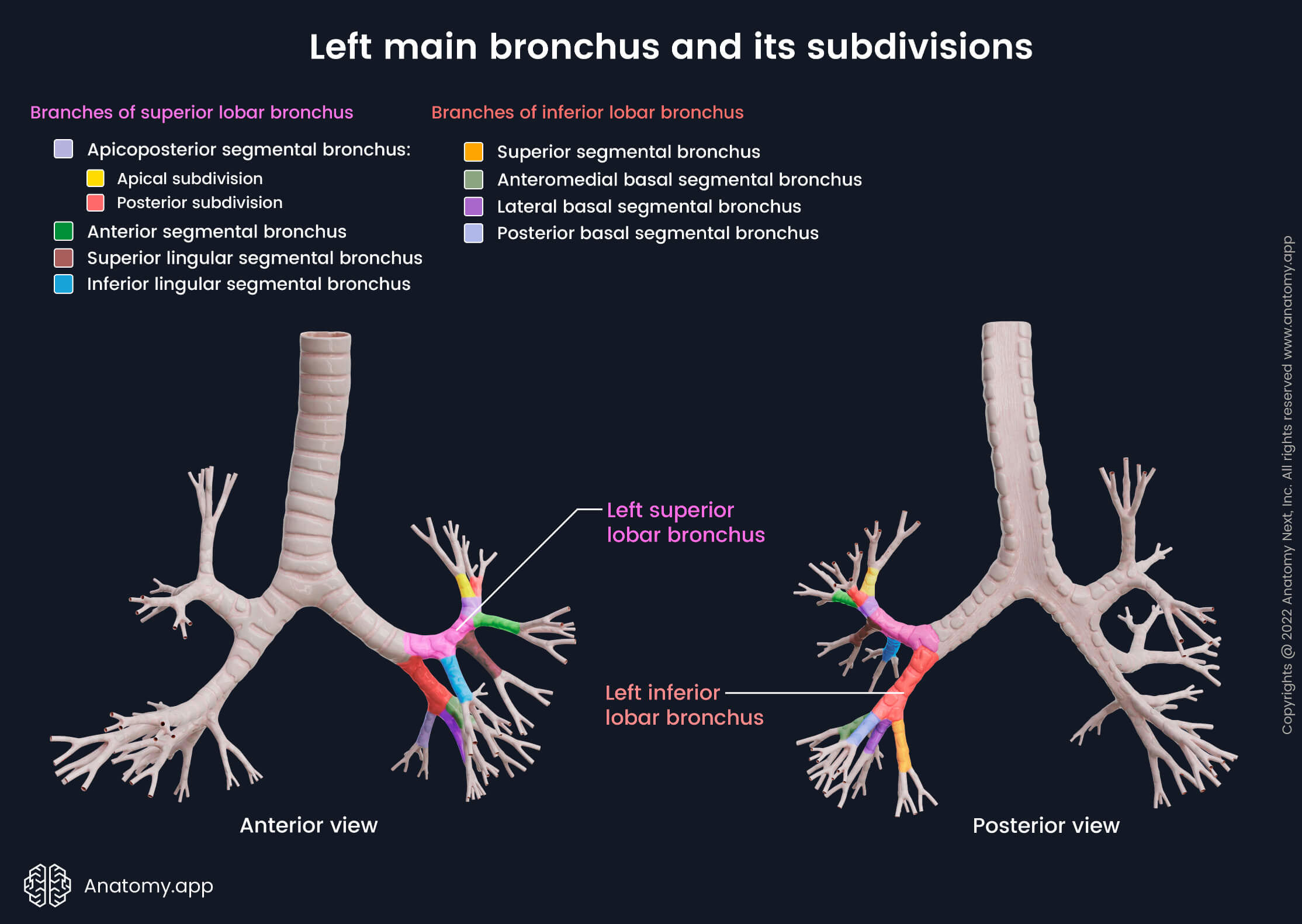 Bronchi, Left main bronchus, Left superior lobar bronchus, Left inferior lobar bronchus, Segmental bronchi, Tracheobronchial tree, Anterior view of bronchial tree, Posterior view of bronchial tree