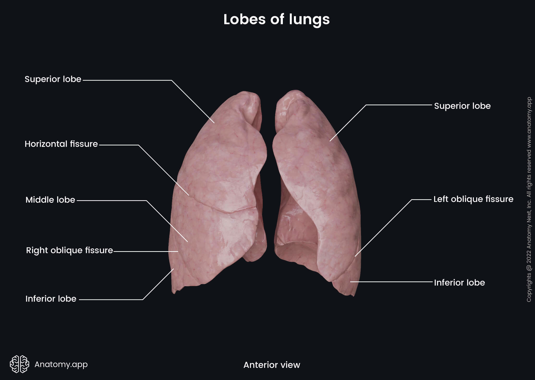 Lungs, Lobes, Fissures, Anterior view